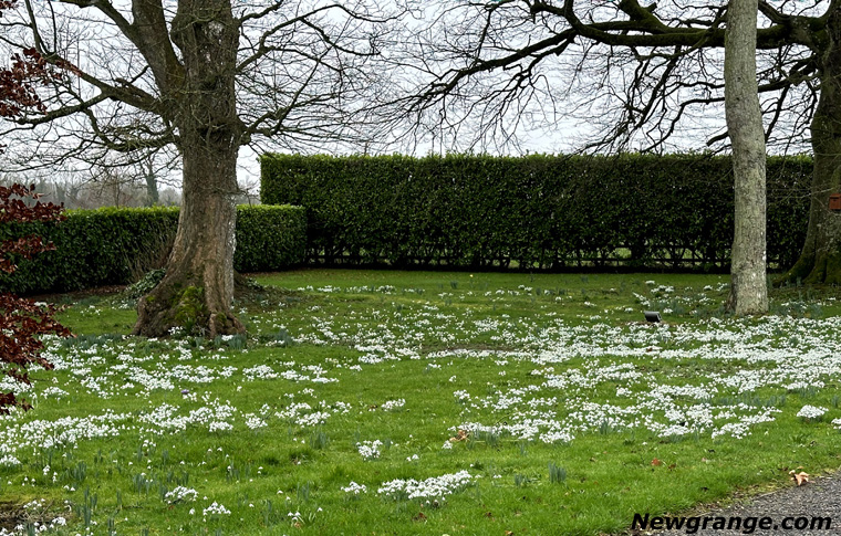 Imbolc Snowdrops in the Boyne Valley