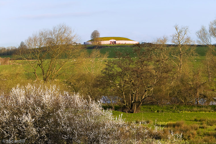 Newgrange on an early spring morning with white hawthorn blossoms at the Boyne