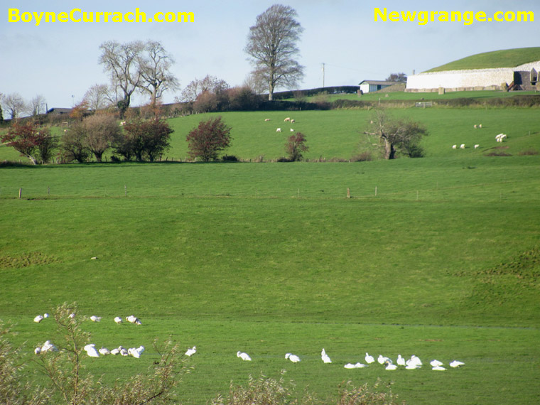 Whooper Swans at Newgrange